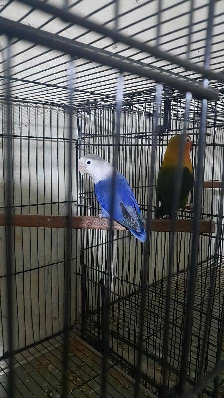 love birds pair all setup for sale with cage 3