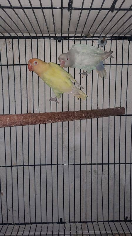 love birds pair all setup for sale with cage 4