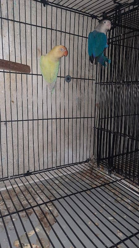 love birds pair all setup for sale with cage 5