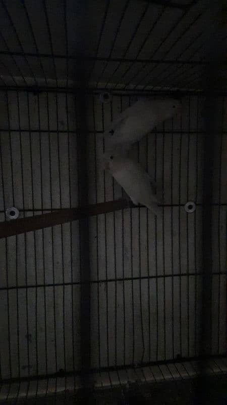 love birds pair all setup for sale with cage 6