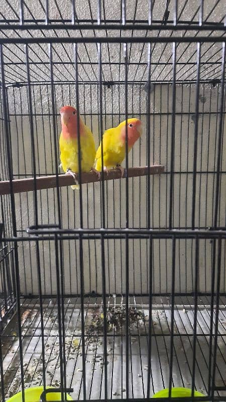 love birds pair all setup for sale with cage 7