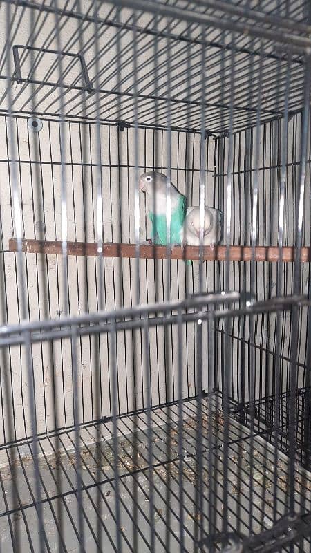 love birds pair all setup for sale with cage 8