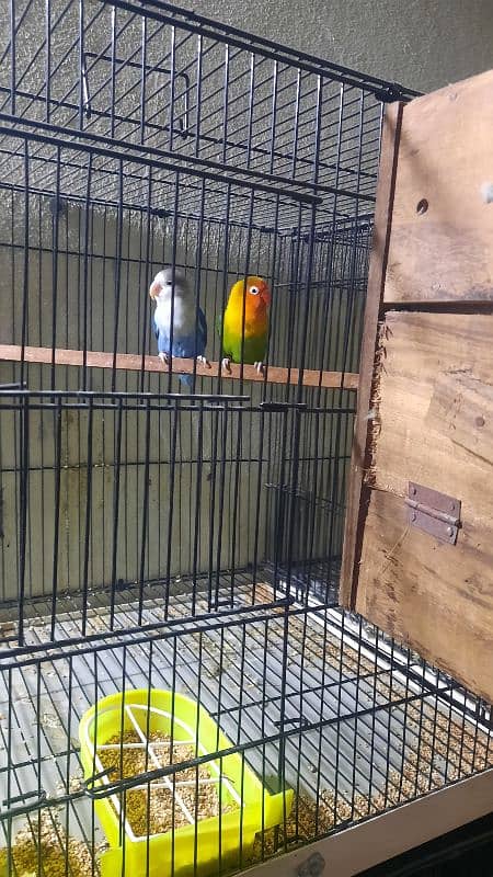 love birds pair all setup for sale with cage 9