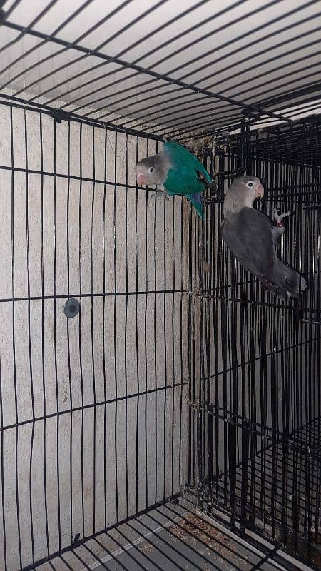 love birds pair all setup for sale with cage 10