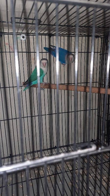 love birds pair all setup for sale with cage 11