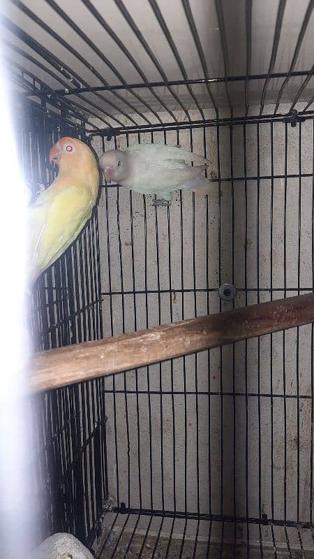 love birds pair all setup for sale with cage 12