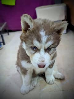 PUPPIES HUSKY