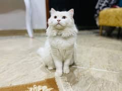 Persian cat