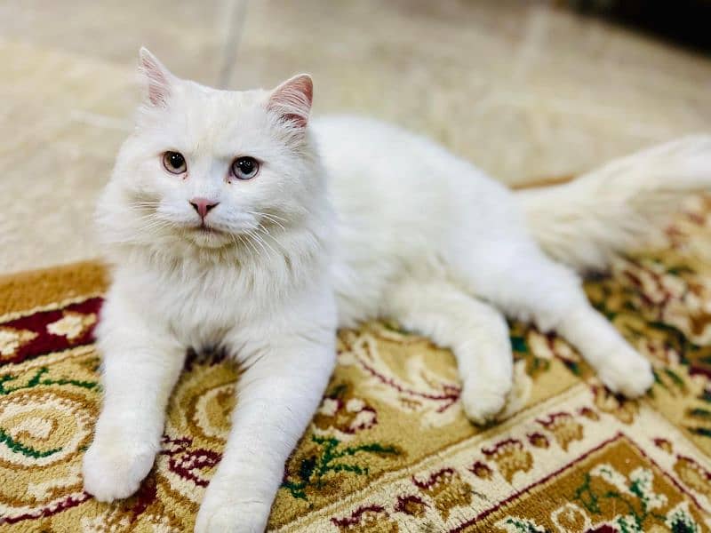 Persian cat 1