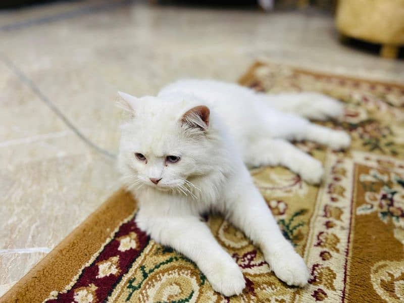 Persian cat 2