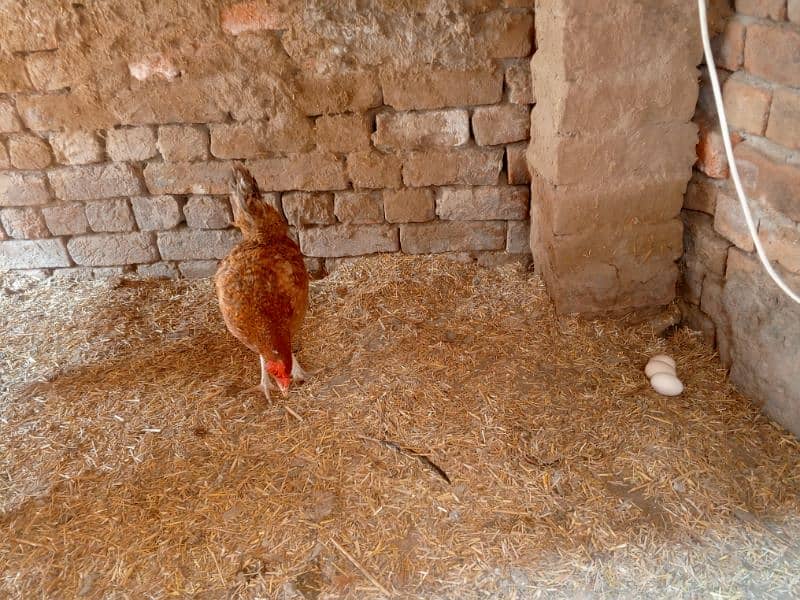 egg laying hens 1