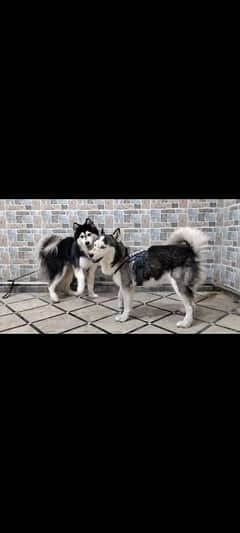 available pair for sale husky blue eyes adult