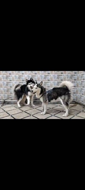 available pair for sale husky blue eyes adult 0