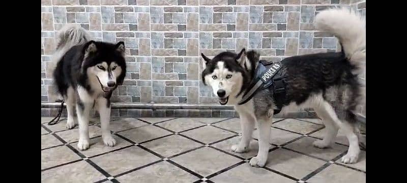 available pair for sale husky blue eyes adult 1