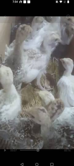 Turkey chicks egg and pairs