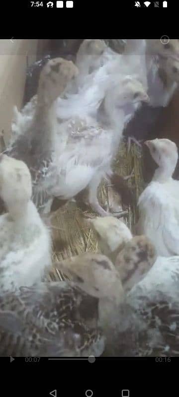 Turkey chicks egg and pairs 0