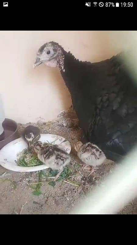 Turkey chicks egg and pairs 2