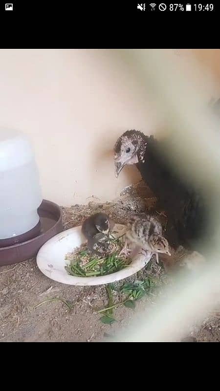 Turkey chicks egg and pairs 3