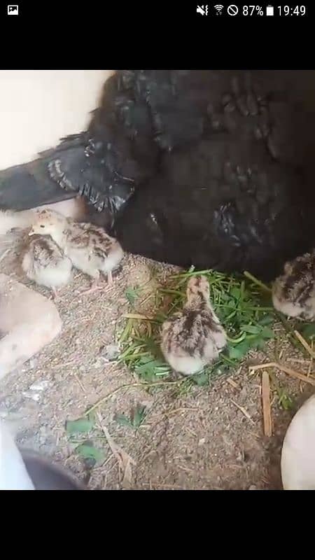 Turkey chicks egg and pairs 4