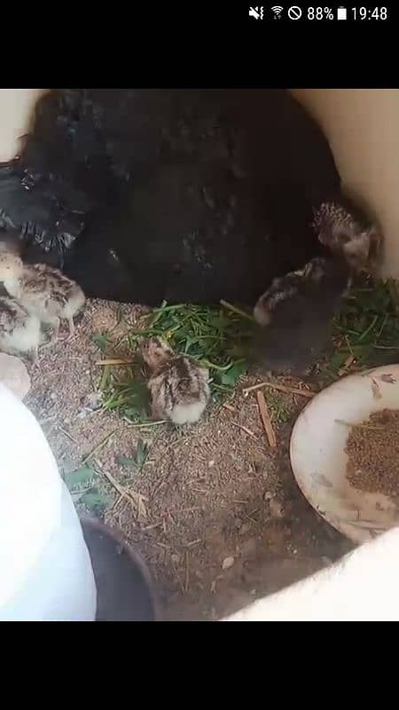 Turkey chicks egg and pairs 5