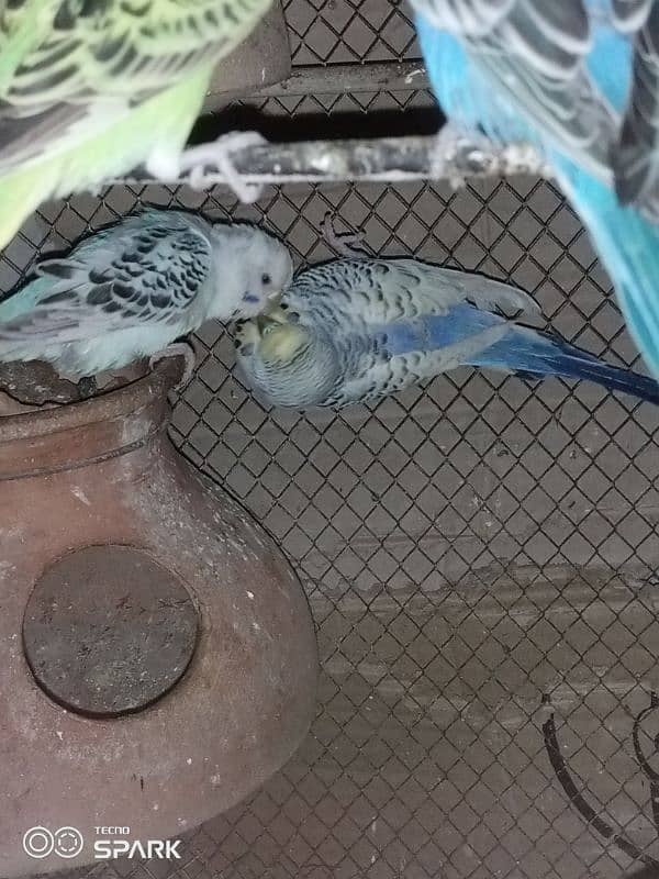 TCB budgie pair 0