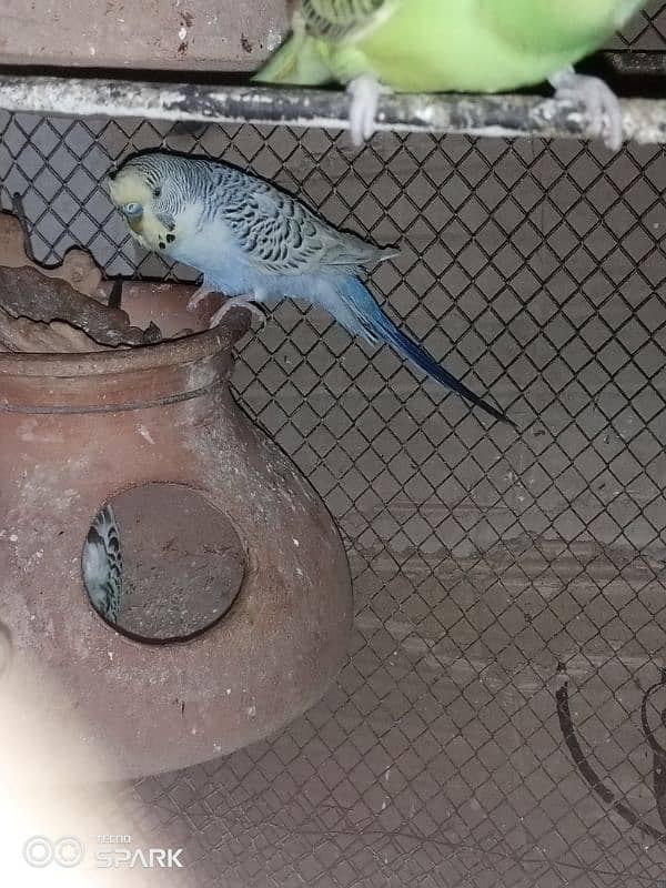 TCB budgie pair 1