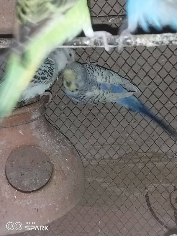 TCB budgie pair 2