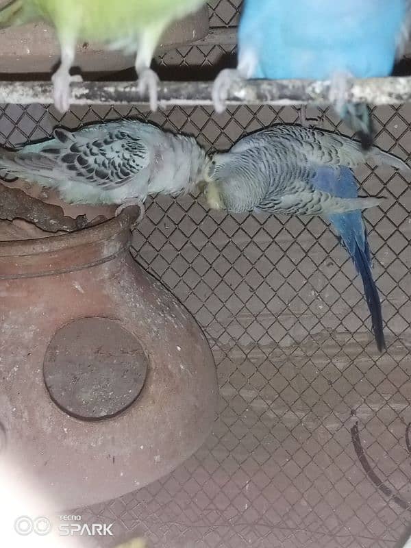 TCB budgie pair 3