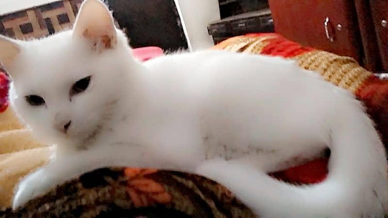 domestic Persian cat for sale 0