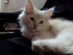 2 months old Persian male kitten for sale