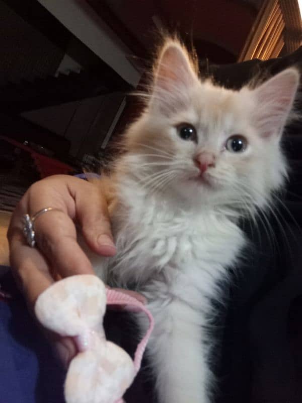 2 months old Persian male kitten for sale 1