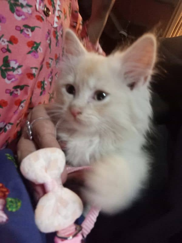 2 months old Persian male kitten for sale 2