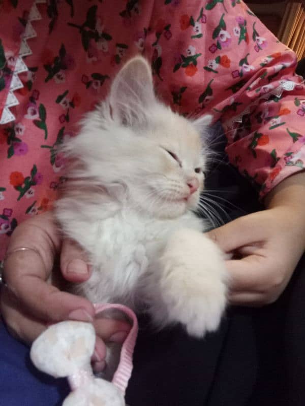 2 months old Persian male kitten for sale 3