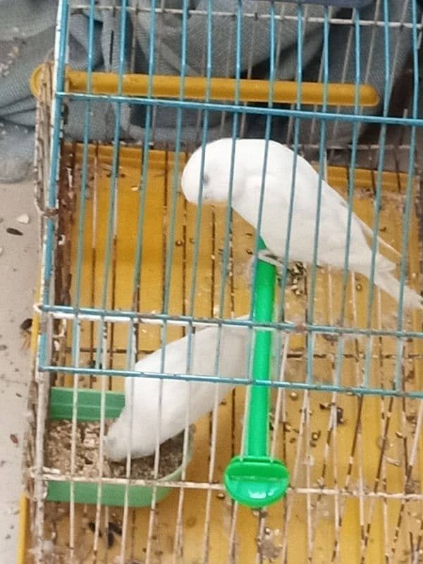 BUDGIES PAIR 2