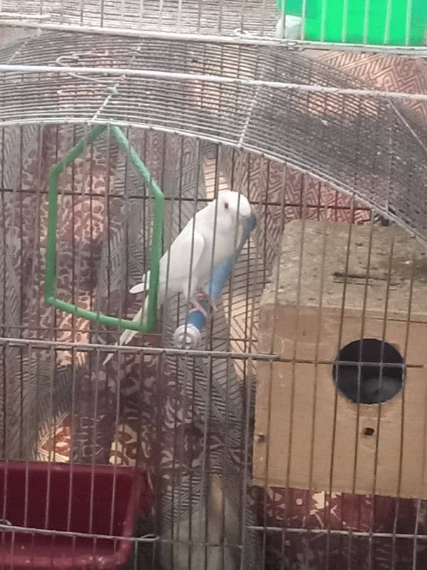 BUDGIES PAIR 3