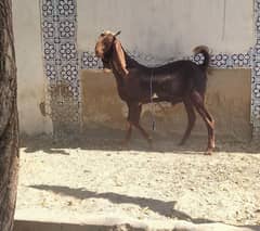 Lal Abluk Goat