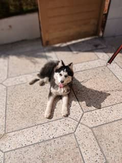 siberian Husky 5 months old puppy available for sale