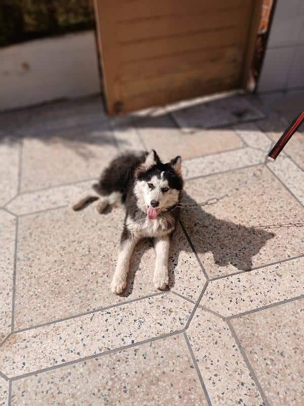 siberian Husky 5 months old puppy available for sale 0