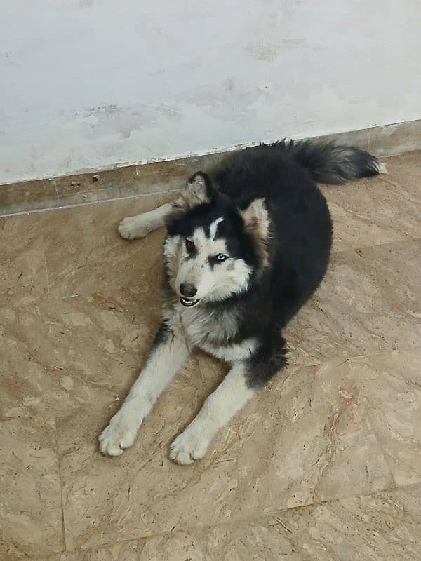 siberian Husky 5 months old puppy available for sale 1