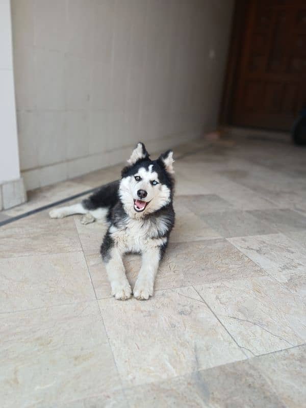 siberian Husky 5 months old puppy available for sale 3