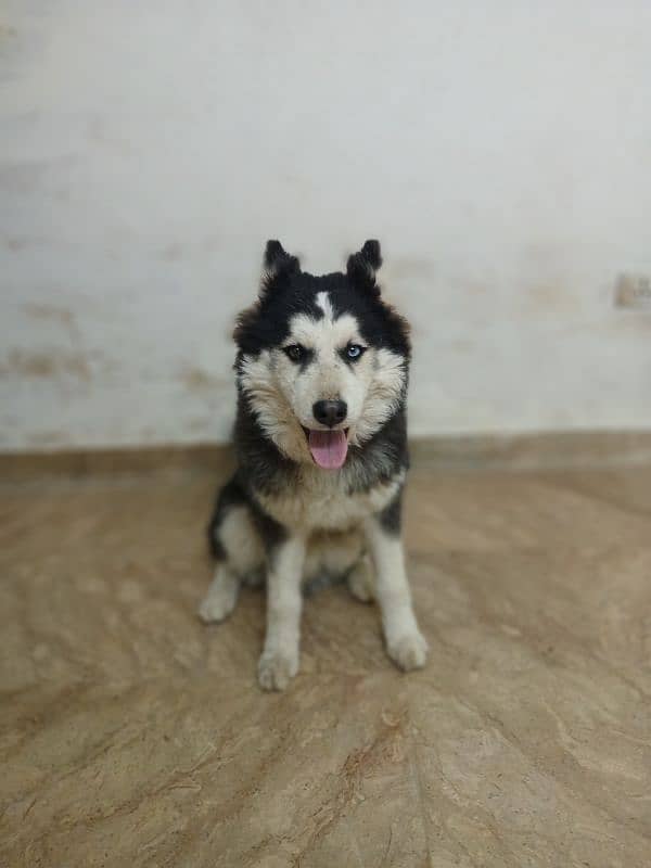 siberian Husky 5 months old puppy available for sale 4