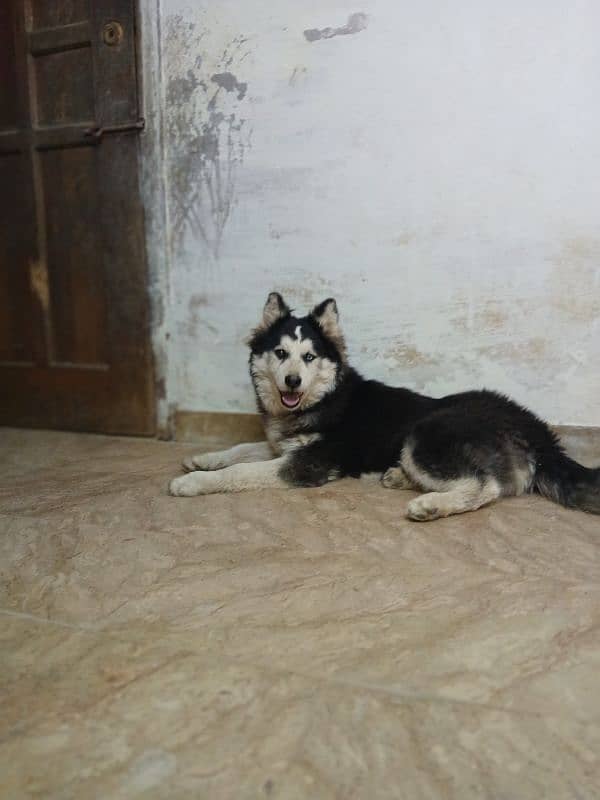 siberian Husky 5 months old puppy available for sale 5