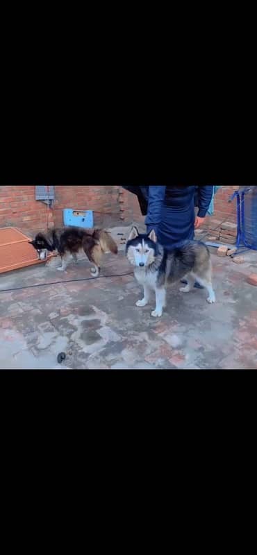 Husky Pair 0