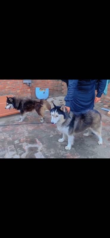 Husky Pair 1