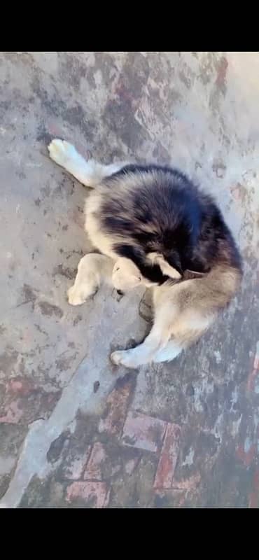 Husky Pair 6