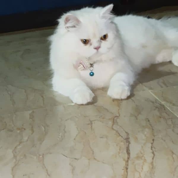 Persian cat 0