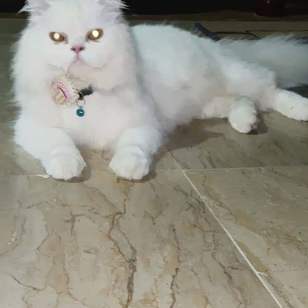 Persian cat 1