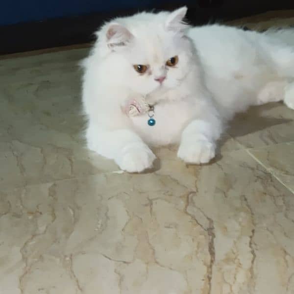 Persian cat 2