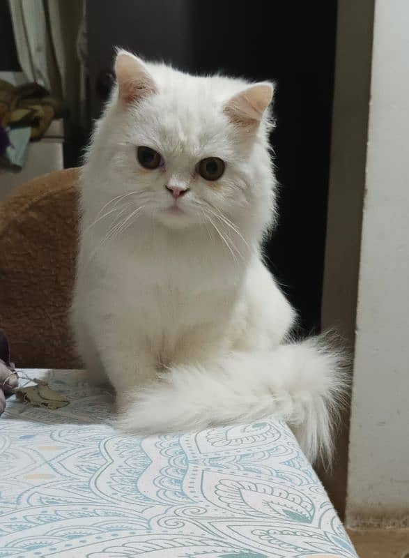 Persian cat 3