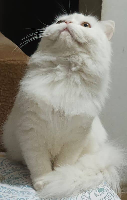 Persian cat 4